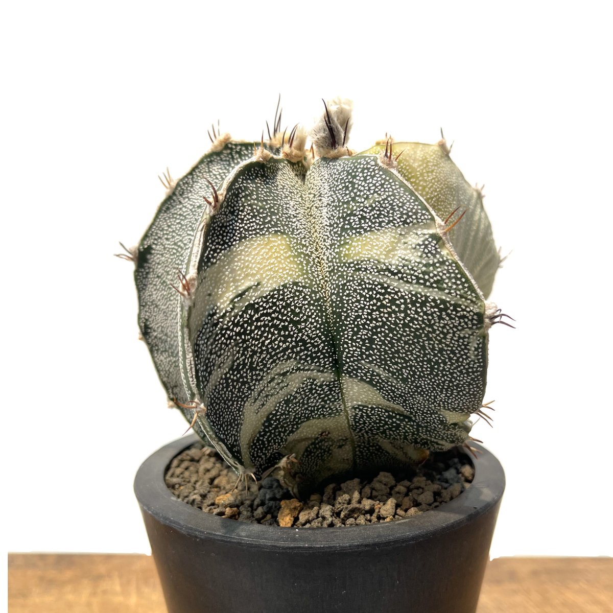 アストロフィツム・螺旋盤石　鉢付き fit=scale-down,w=1200