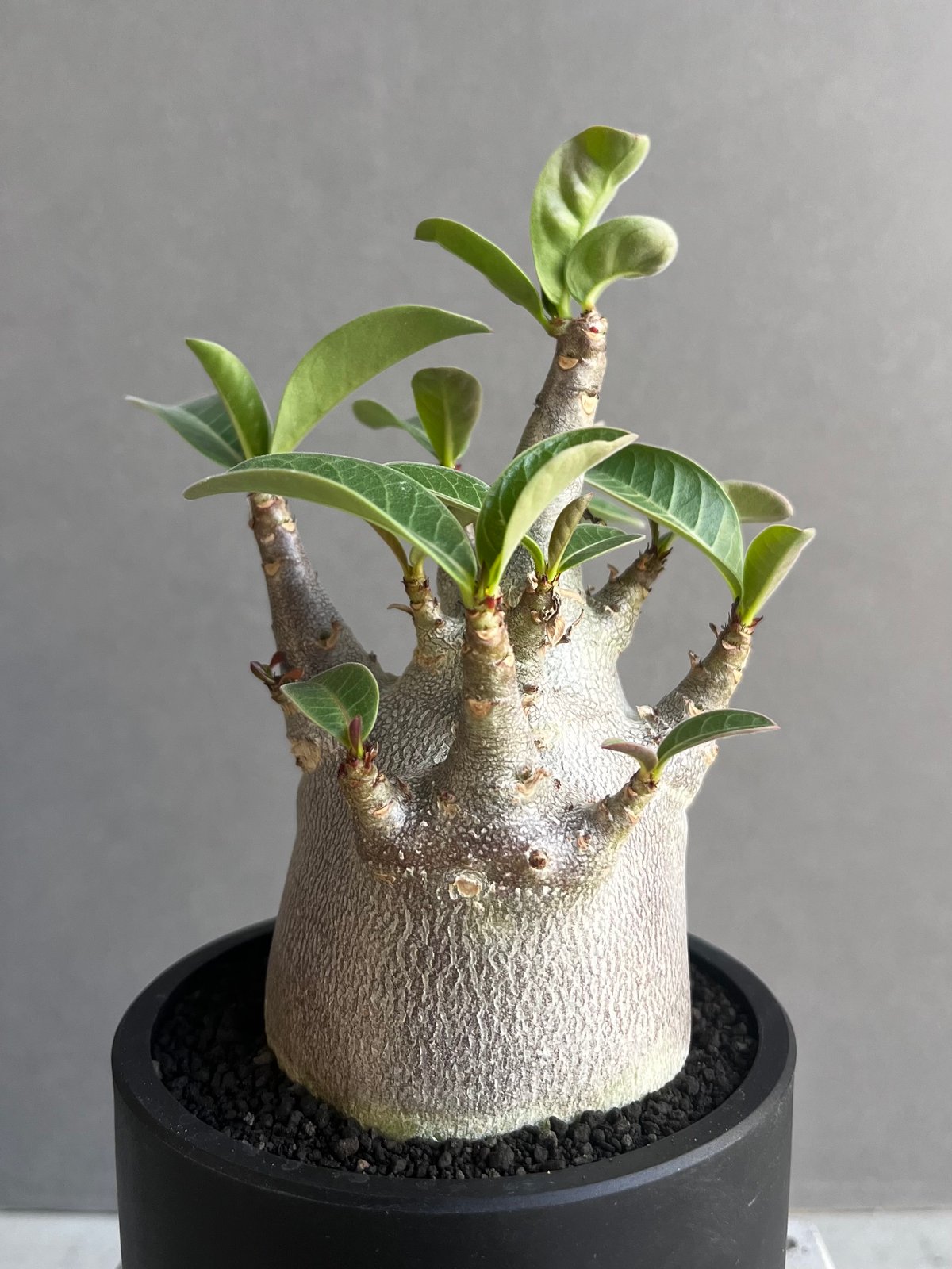 アデニウム アラビカム スーパー ドワーフ “ブラック” 「Adenium