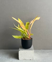 サンセベリア サフルティコサ ブラック 黄斑「Sansevieria suffruticosa