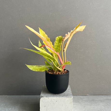 フィロデンドロン | STORES