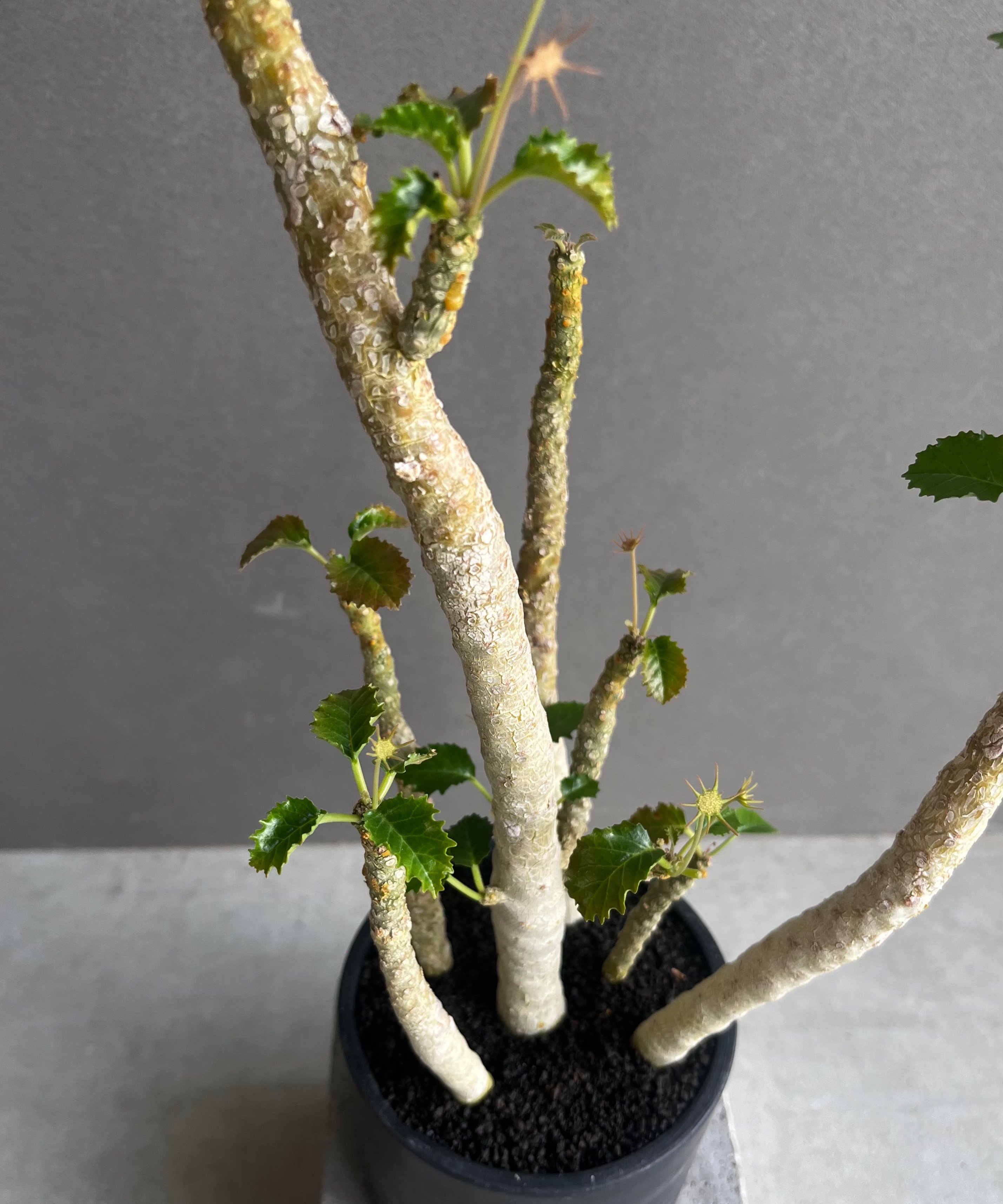 ドルステニア　ジプソフィラ ドルステニア ジプソフィラ x ホルウッディ「Dorstenia gypsophila x h