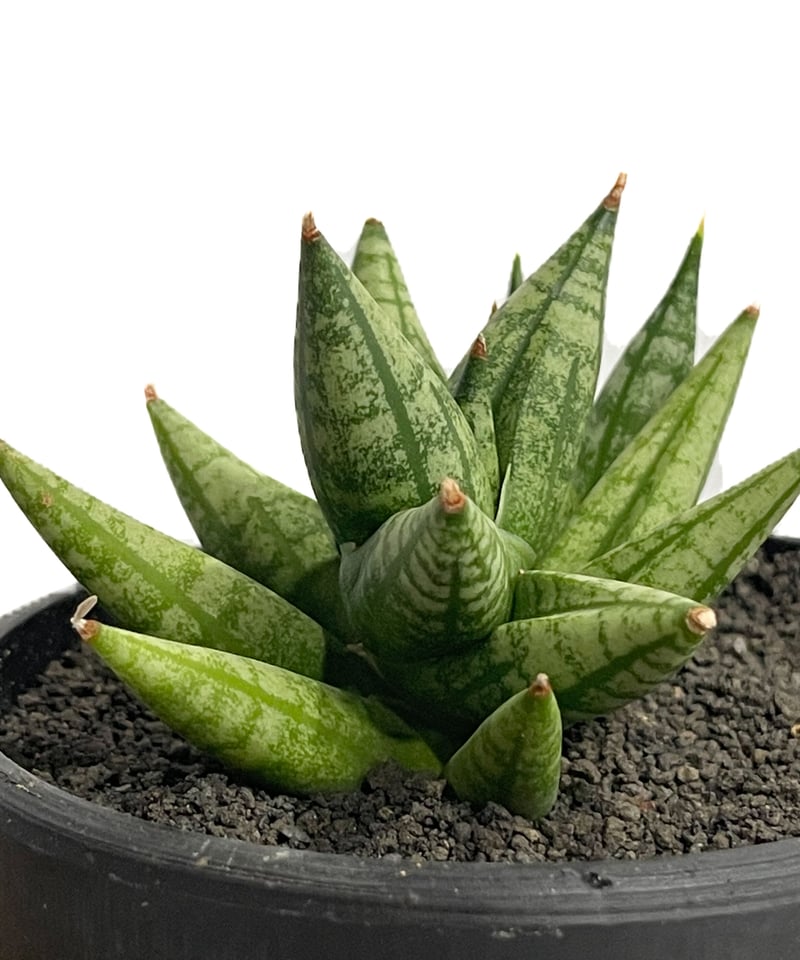 サンセベリア ミン マニー 「Sansevieria Ming Manee by Unyama