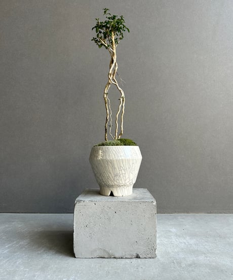 【調整中】ジブリ感ある可愛い見た目！ぽってり幹！アラビカ半島の珍種植物 CATEGORY Plants | SHOUCHIKUEN