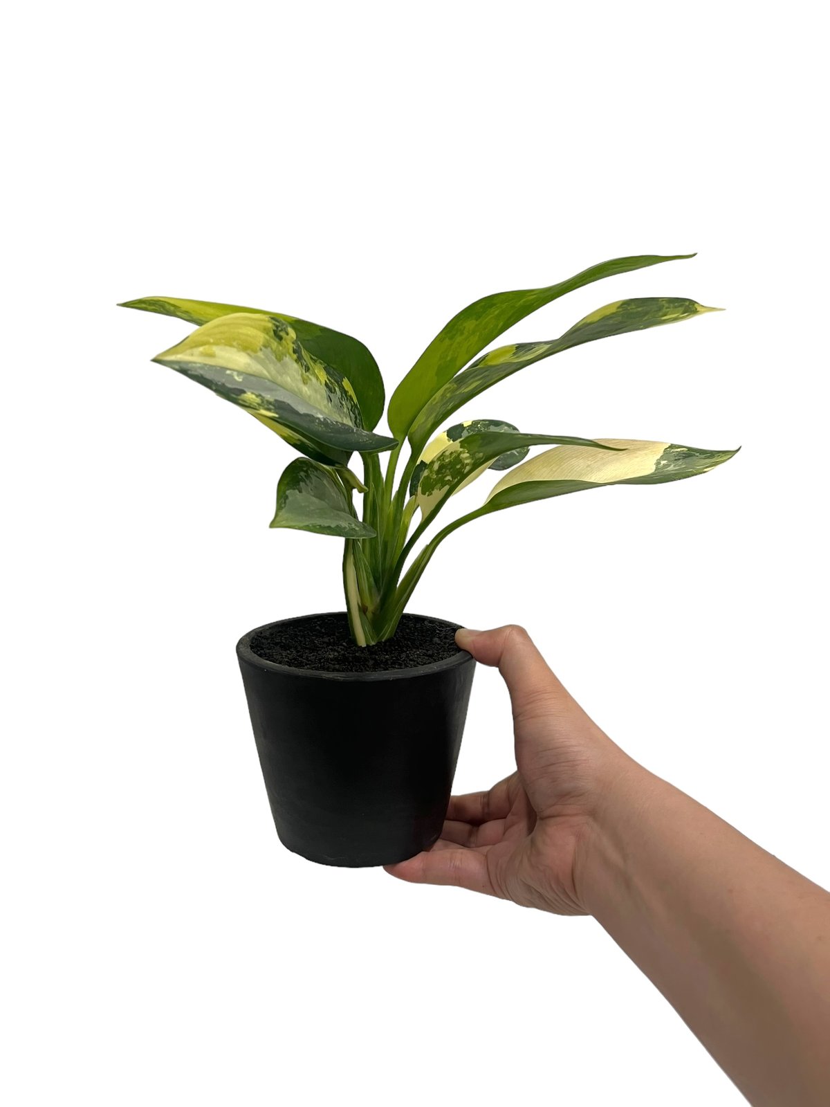 アグラオネマ スワンナプーム「Aglaonema Suvarnabhumi」66R | SHO