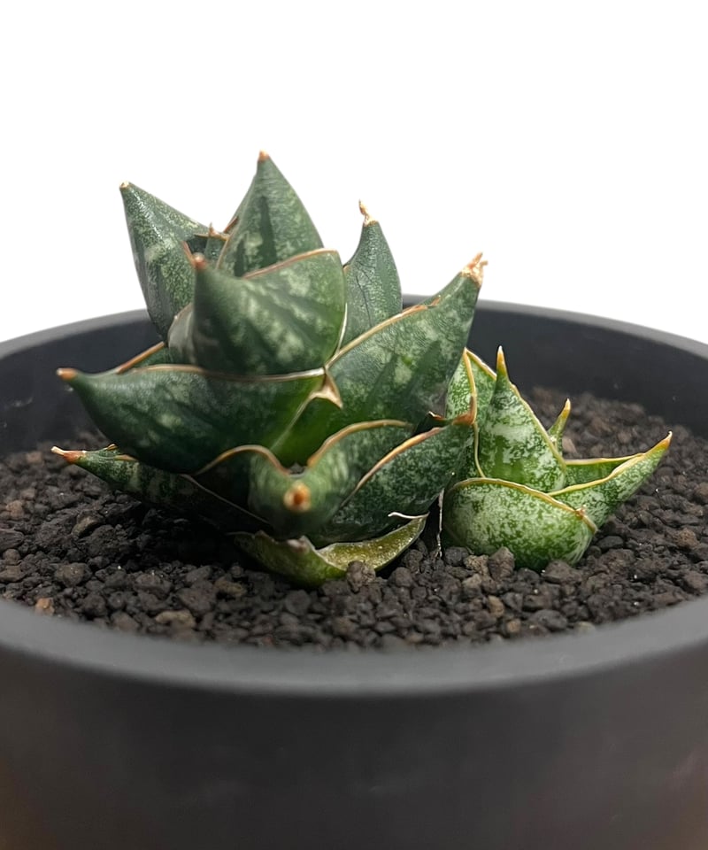 サンスベリア Sansevieria Nillapat サンセベリア ニラパット 「Sansevieria Nilaphat (by Unyamane