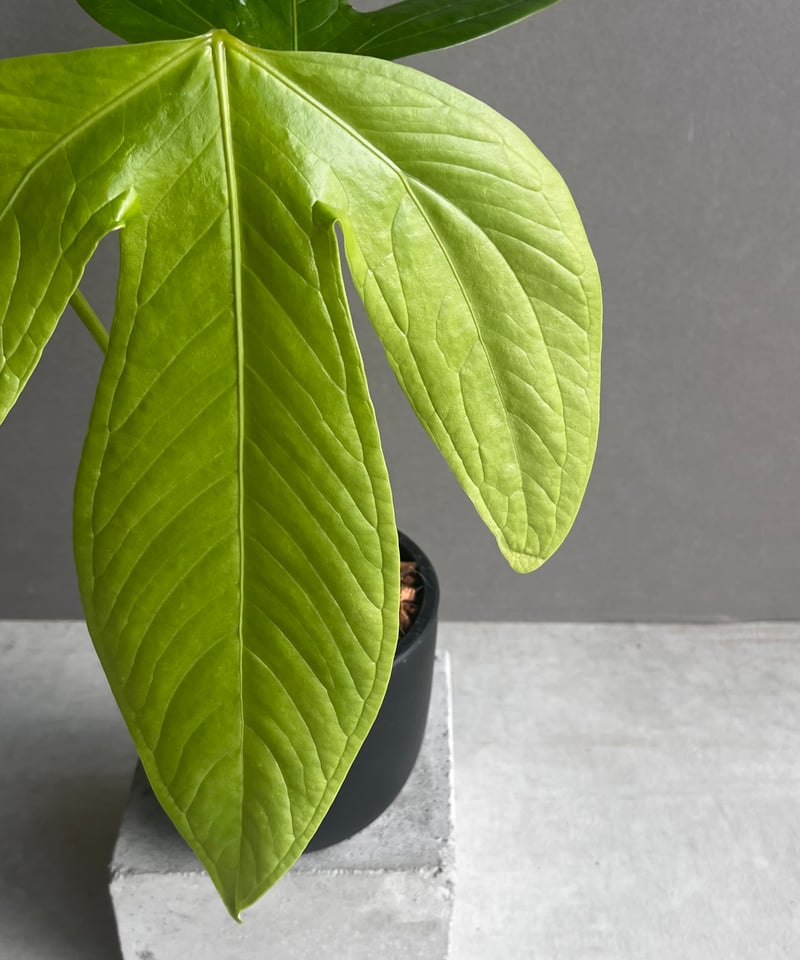 アンスリウム フルカタム「Anthurium falcatum」32D | SHOUCHIKUEN