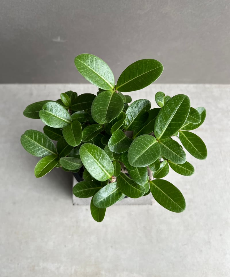 アデニウム アラビカム スーパー ドワーフ “ブラック” 「Adenium