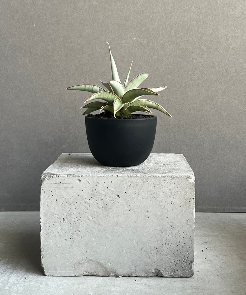 サンセベリア モスキート 「Sansevieria Mosquito」54N | SHOUCH