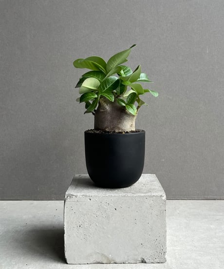 雨*庭様 ❤️大株❤️6号❤️葉33cm❤️葉茎1cm❤️934【Ashwood 雨*庭様 ❤️大株❤️6号❤️葉33cm❤️葉茎1cm❤️934【Ashwood