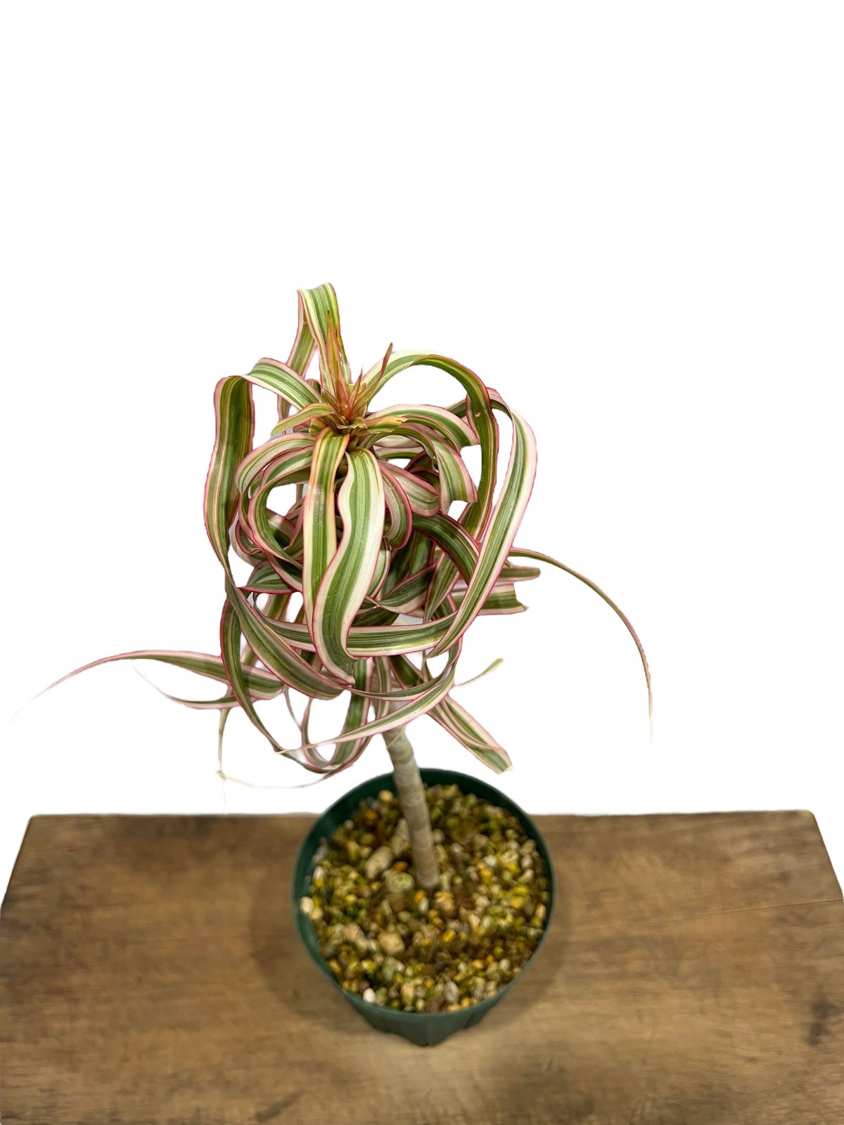 ドラセナ キュンティー「Dracaena concinne tricolor Kuhnty」2