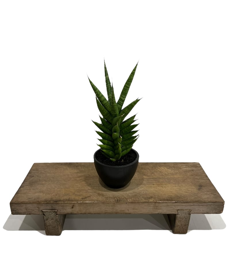 サンセベリア チャイ チャナ (by アンヤマニー ガーデン) Sansevieria