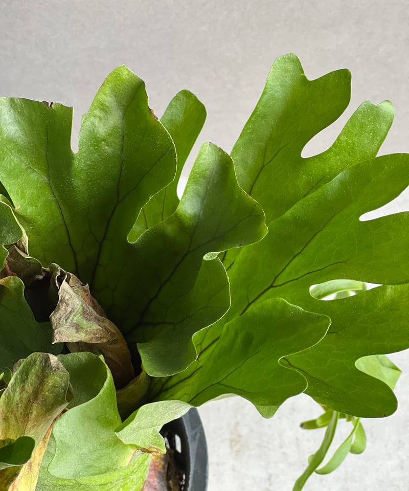 ビカクシダ コロナリウム Platycerium coronarium⑯中株 ビカクシダ コロナリウム タイランド ドワーフ「Platycerium