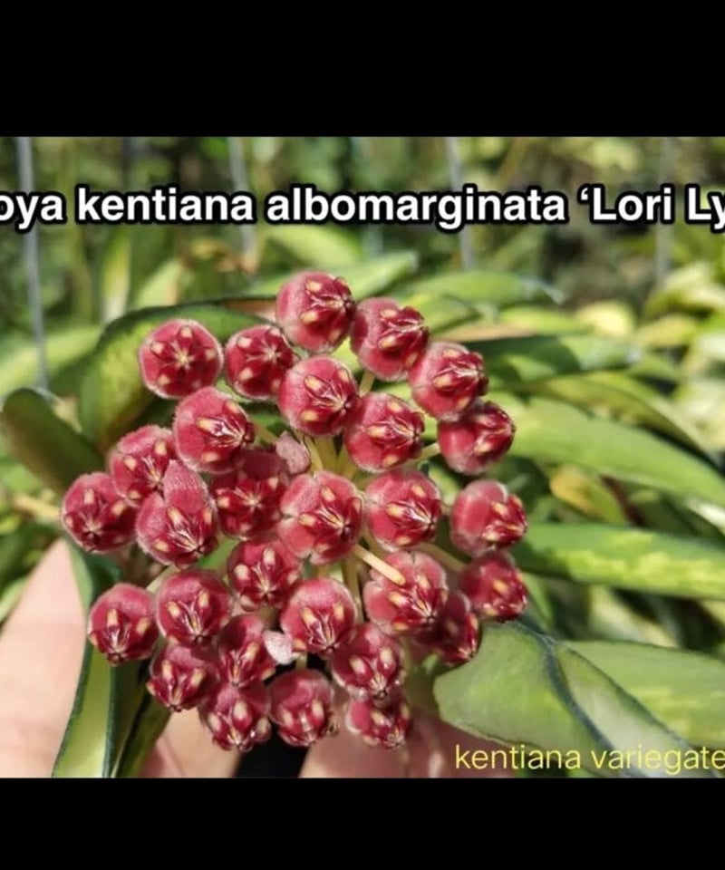 ホヤ ケンティアナ アルボマルジナータ 'ロリー リン'「Hoya kentiana