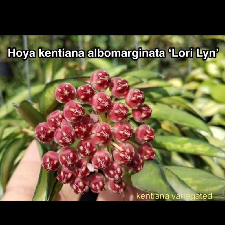 アル様専用 カルデローナ、グリーングリーク、メイリーヤー