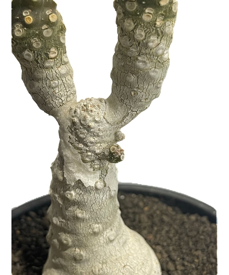 FXXX ガリテトラ ニンナ アブディール ヘドン エニードープ