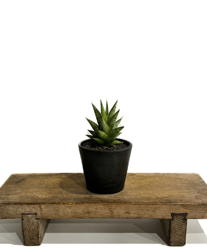 サンセベリア ロックマン 「Sansevieria Rock Man 」4/13-324 |