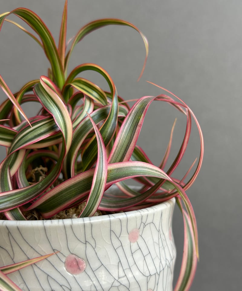 ドラセナ キュンティ + YON-HACHI「Dracaena concinne Kuhnty