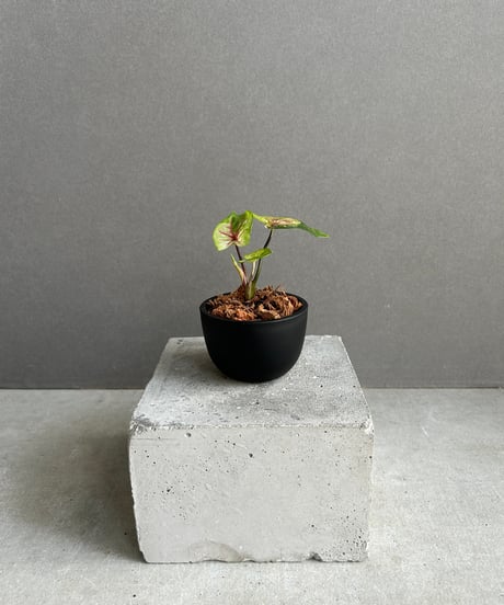 超希少　斑入りオヒルギ SHOUCHIKUEN