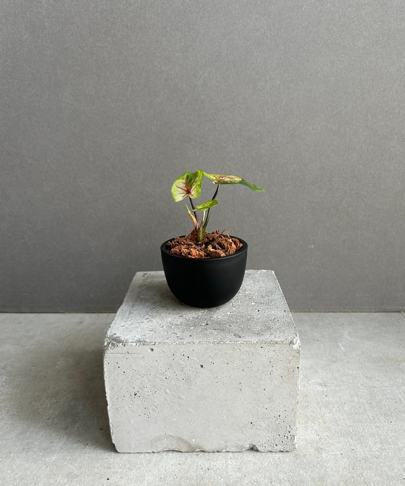 カラジューム ハイブリッド “サンセット” 「Caladium Hybrid “Sinset”