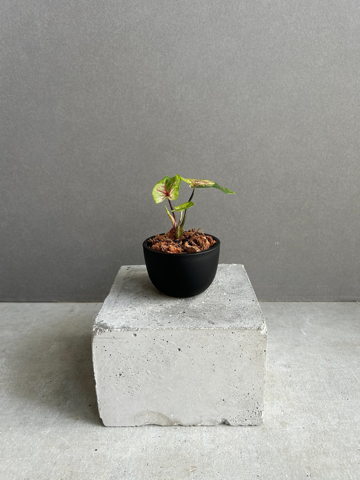 カラジューム ハイブリッド “サンセット” 「Caladium Hybrid “Sinset”