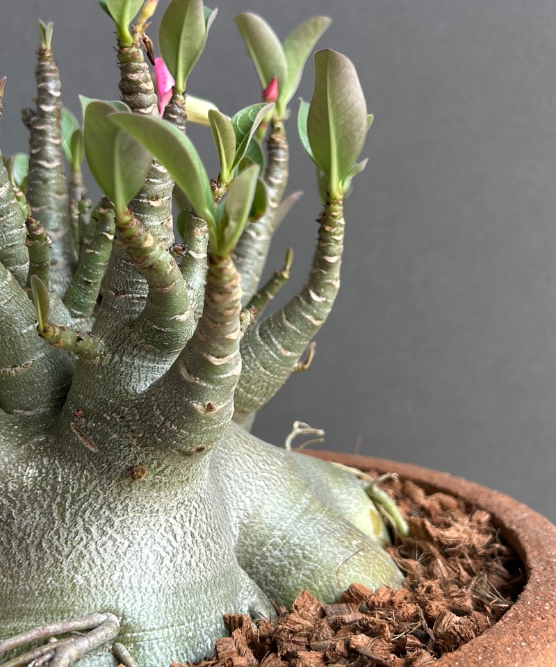 アデニウム アラビカム Adenium Adenium arabicum super dwarf / アデニウム アラビカム スーパー