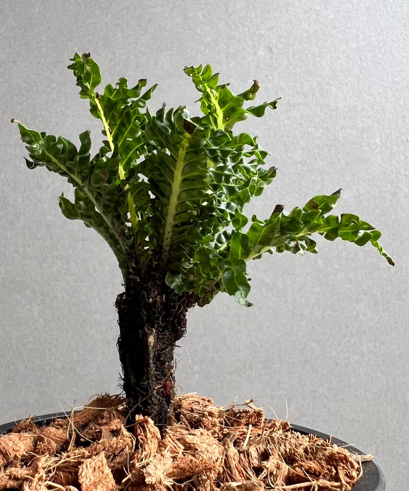 ブレクナム ギッバム ドワーフ 「Blechnum gibbum Dwarf 」22C | S