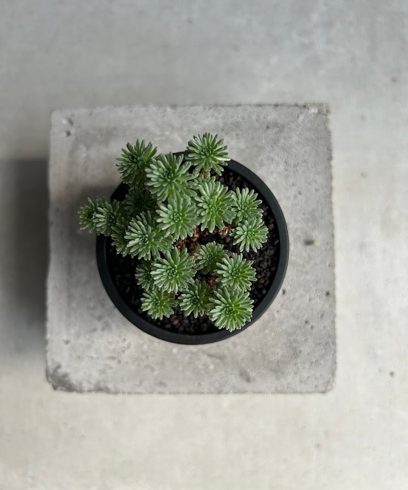 セダム 小松緑(こまつみどり) 「Sedam multiceps」60L | SHOUCHIKUEN
