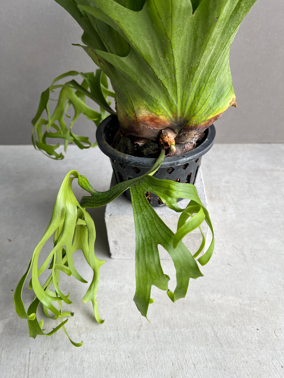 ビカクシダ コロナリウム Platycerium coronarium⑮ ビカクシダ コロナリウム タイランド ドワーフ「Platycerium