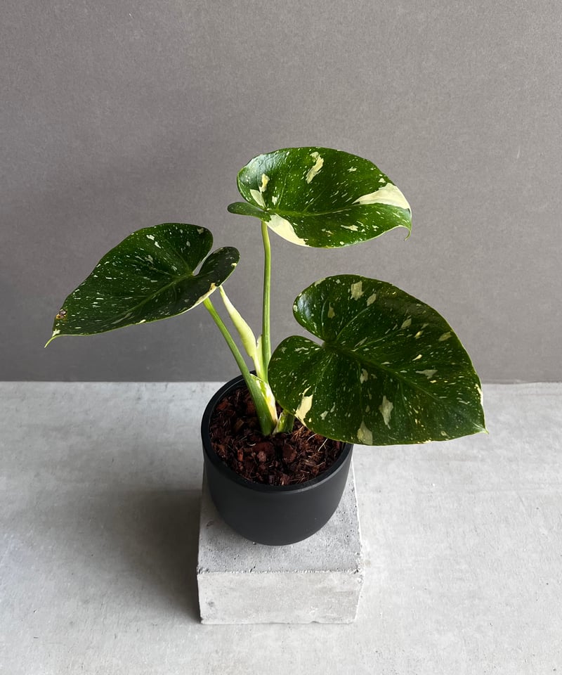 モンステラ デリシオーサ カップケーキ 「Monstera deliciosa Cupcake