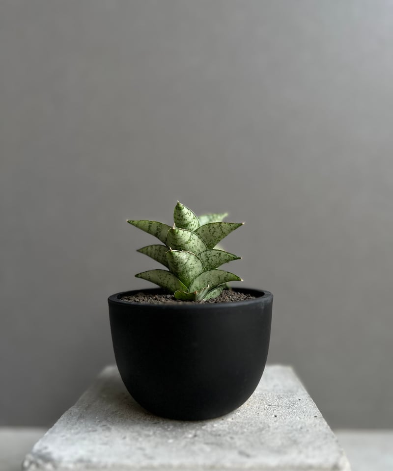 サンセベリア スサノオ 「Sansevieria Susano 'O' (by Unyaman