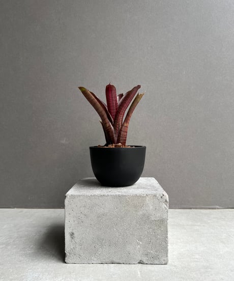 CATEGORY SALE | SHOUCHIKUEN