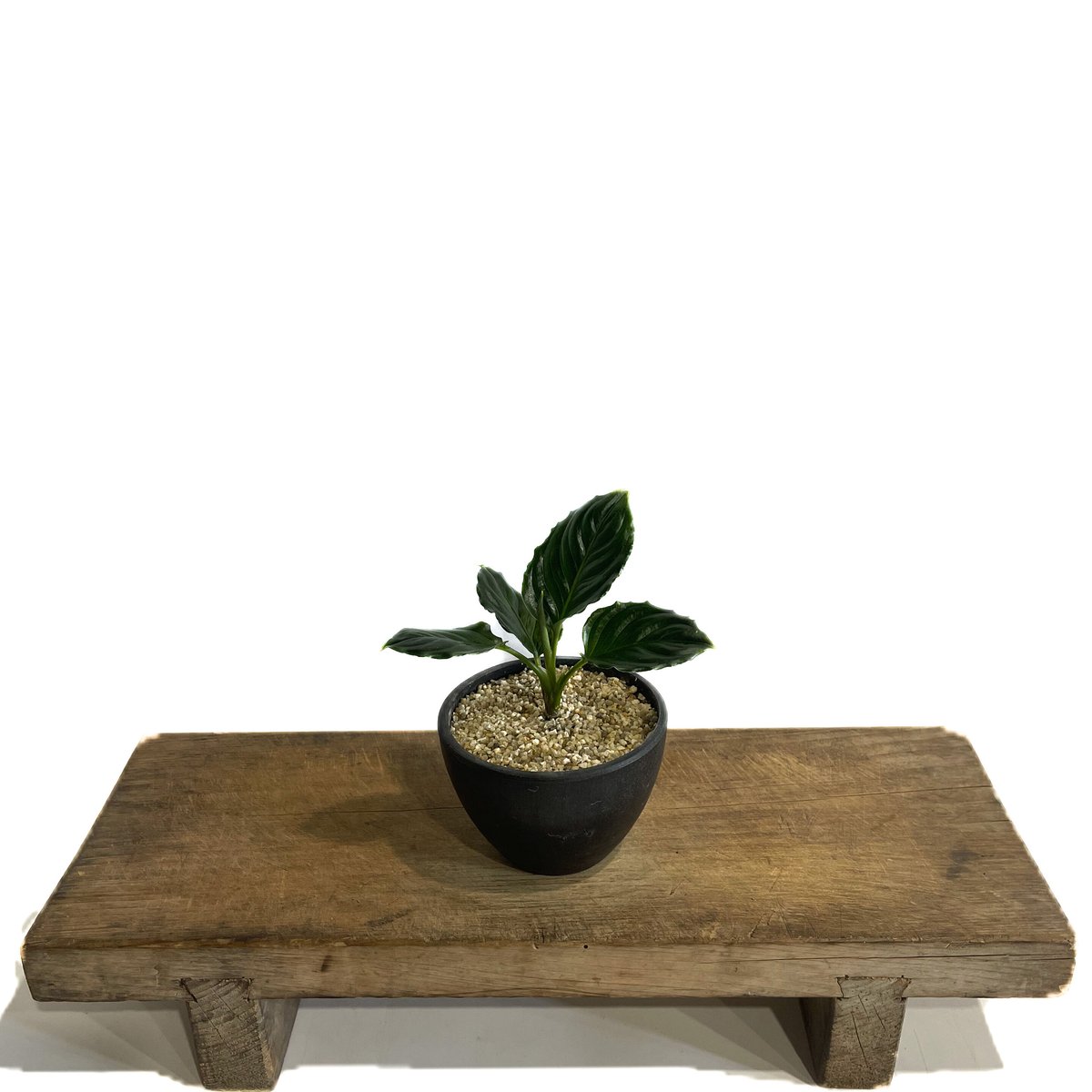 アグラオネマ メタリカ「Aglaonema Metallica」77E-1 | SHOUCHI