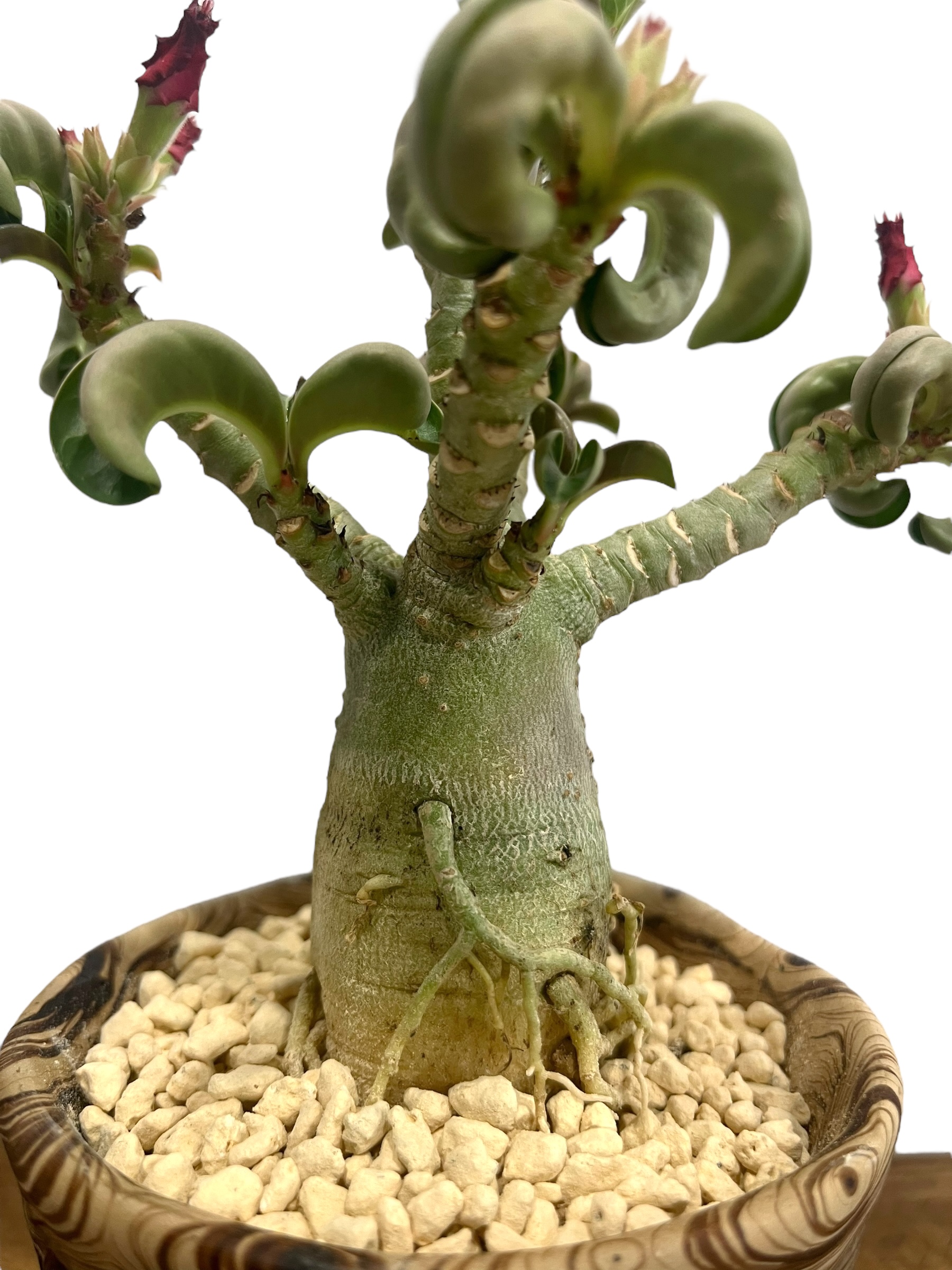 アデニウム メデューサD.H.A (獅子葉) + plantsmonsters pot 「Ad