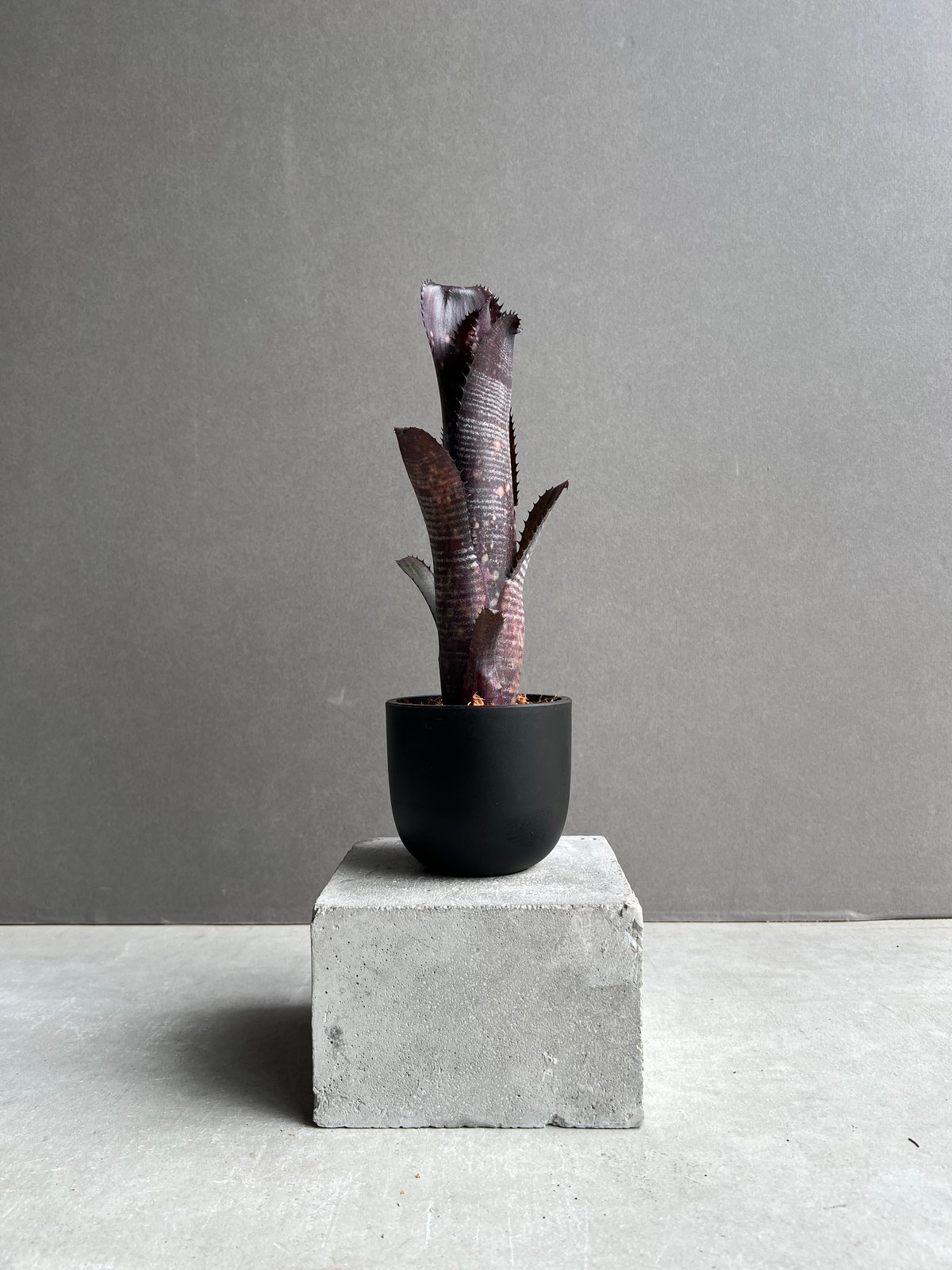 BILLBERGIA ‘Obi-Wan’ ビルベルギア オビワン 77c40bf912d35ce0a2c4ef3f12cbb7