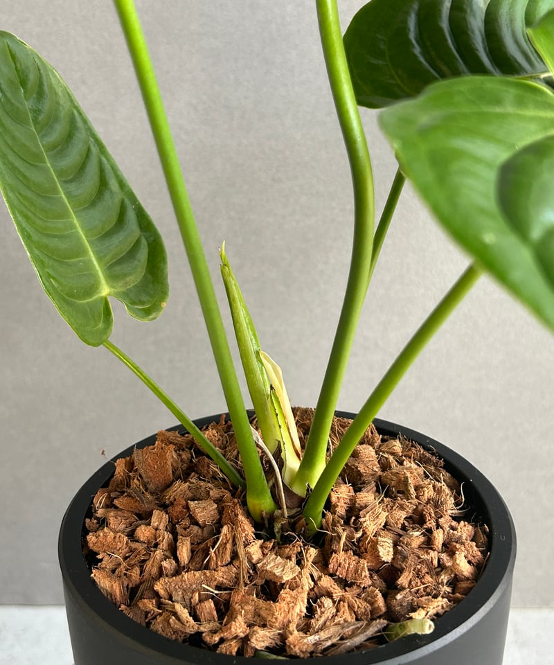 アンスリウム ベイチー 「Anthurium veitchii」52G | SHOUCHIKUEN