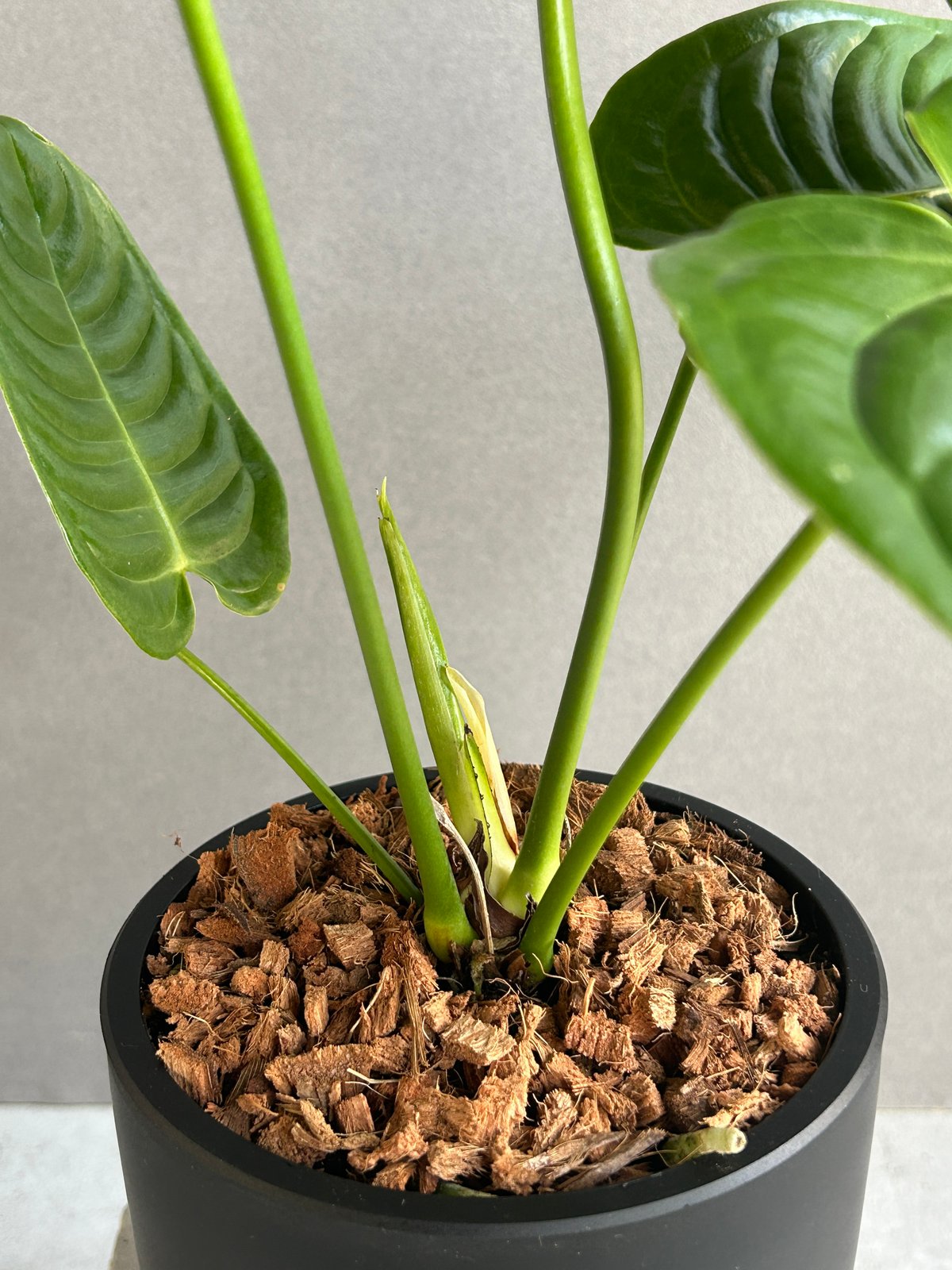 アンスリウム ベイチー　Anthurium veitchii narrow アンスリウム ベイチー ナローフォーム | GREEN LUCK