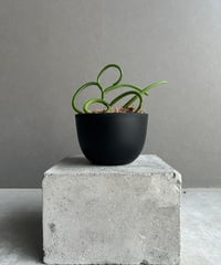 すー アーバンリバー・フーンシキ 親株 Yahoo!オークション - ビカクシダ P.veitchii Auburn river