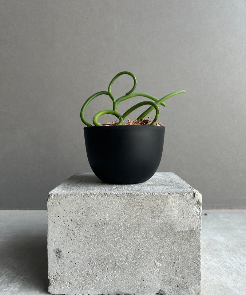 パピリオナンテ テレス var. アルバ'オリンピックリングス