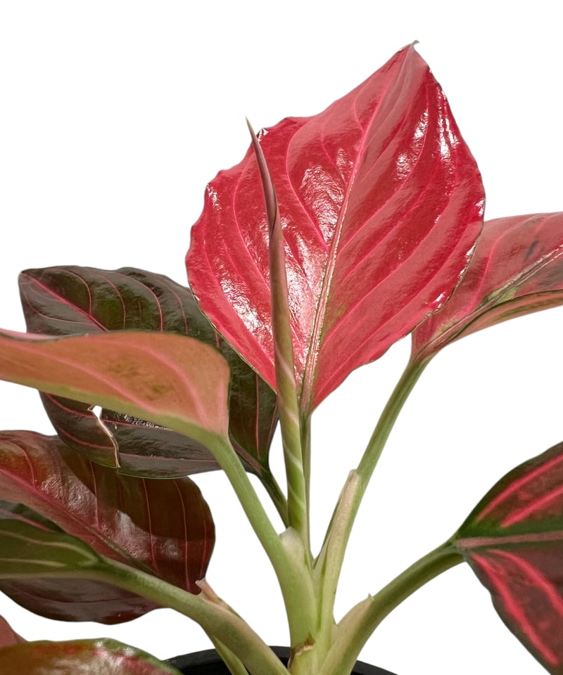 アグラオネマ レッド ベイン 「Aglaonema Red Vein」72U | SHOUCH