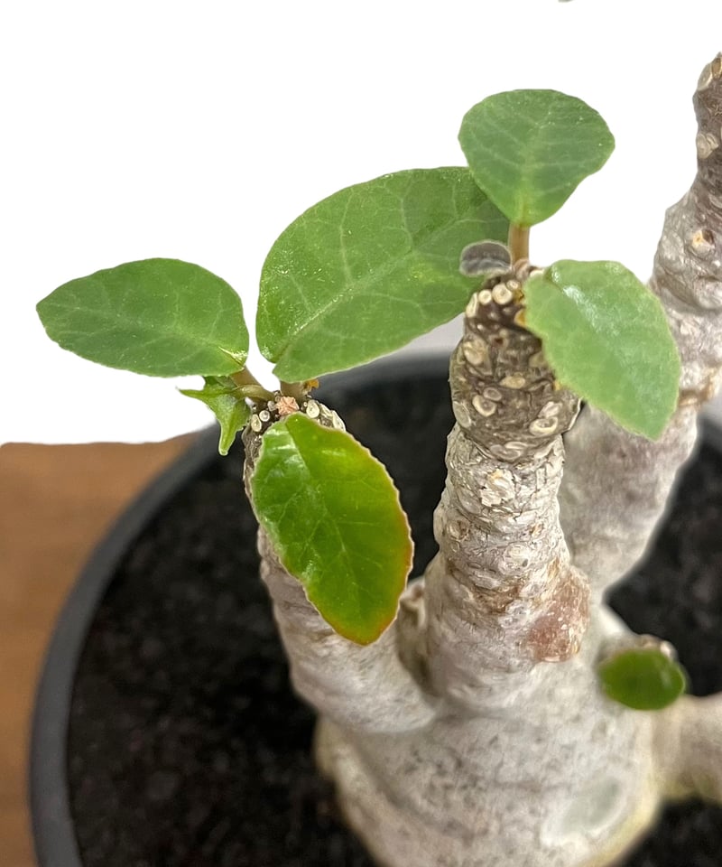 ドルステニア フォエチダ “多頭タイプ” 「Dorstenia foetida