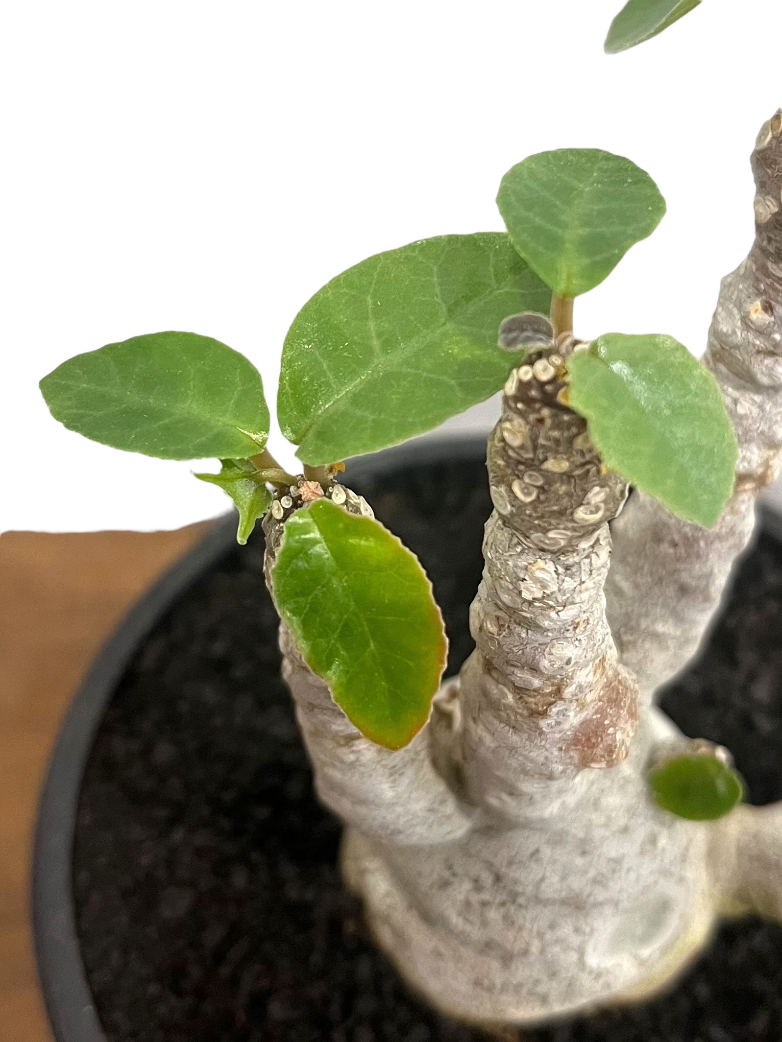 ドルステニア フォエチダ “多頭タイプ” 「Dorstenia foetida 」89U |