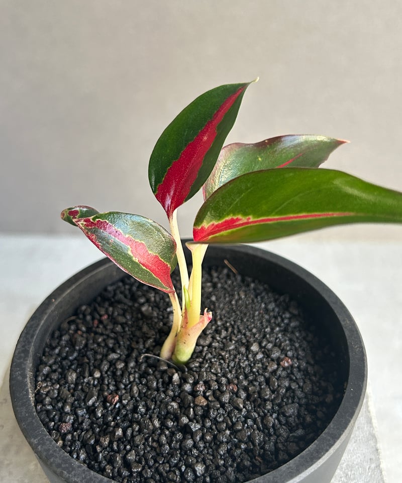 アグラオネマ レッドサンダー 「Aglaonema Red Thunder」72J | SHO