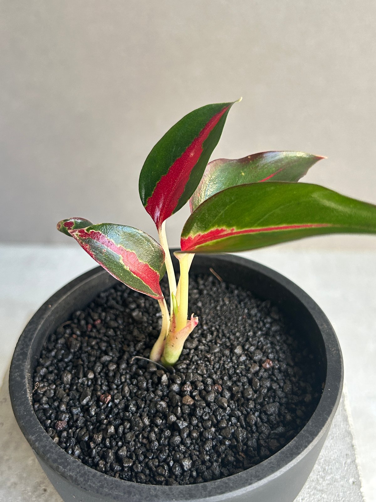 アグラオネマ レッドサンダー 「Aglaonema Red Thunder」72J | SHO