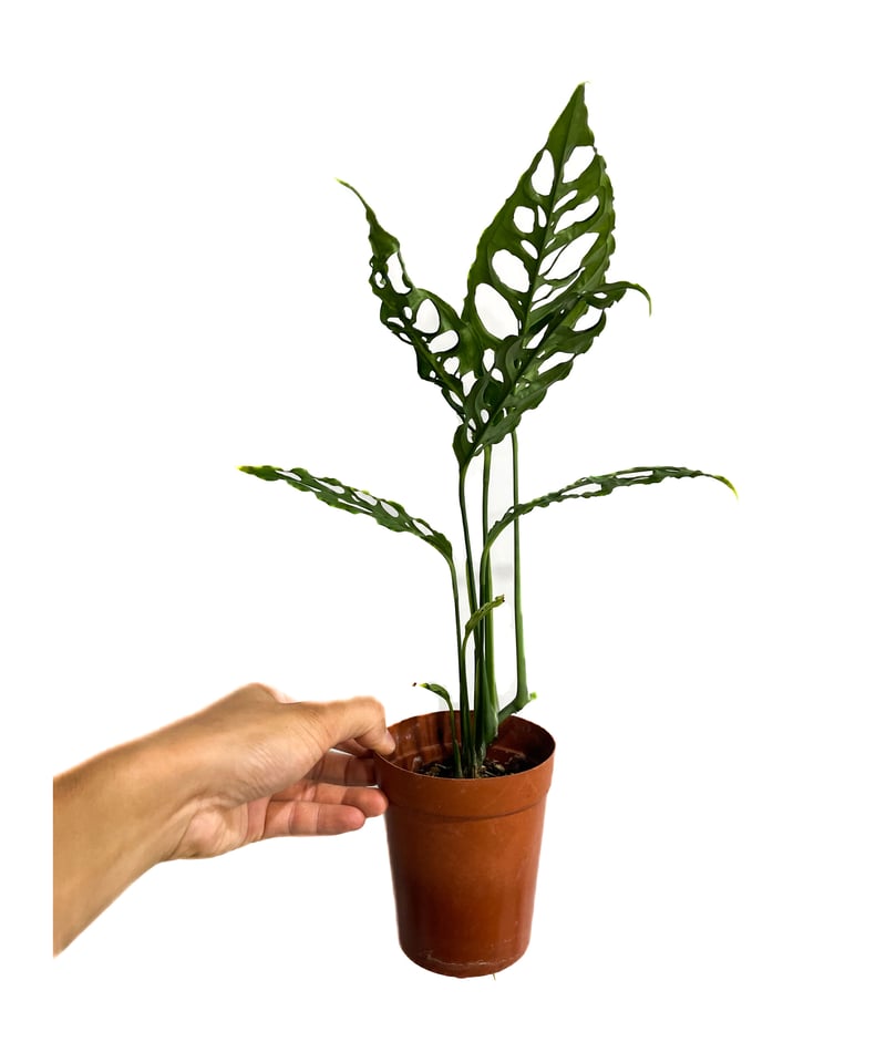 モンステラ　オブリクアペルー モンステラオブリクアペルーD