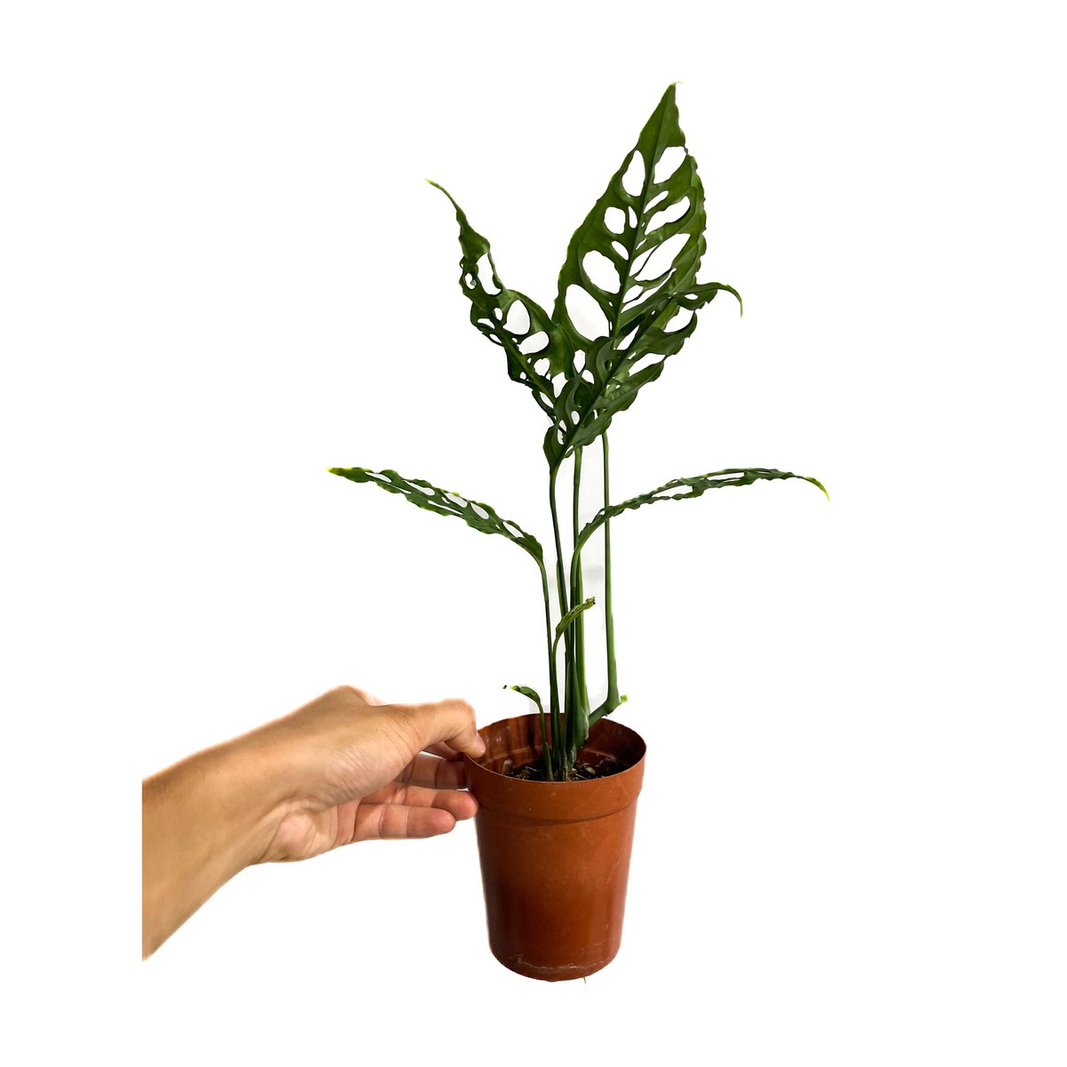 いいねセール中 モンステラ オブリクア ペルー