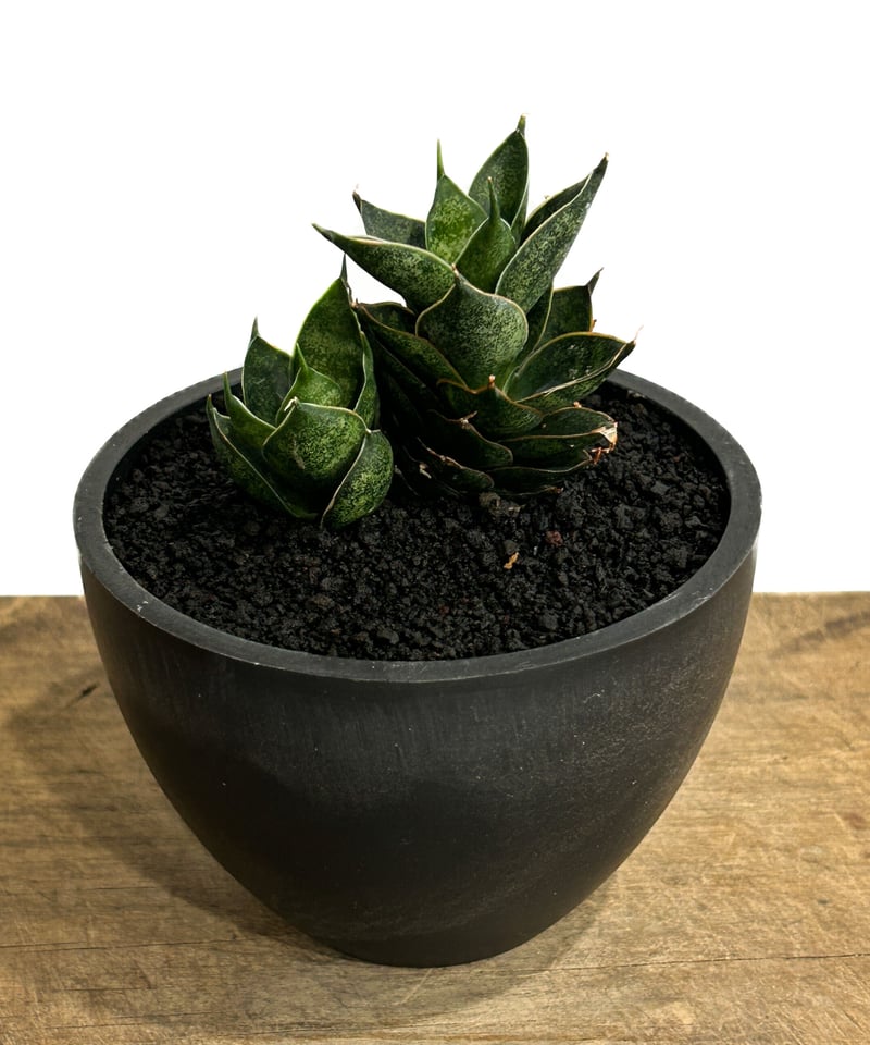 サンスベリア ブラックブラジリアン　バリエガータ　綴化 サンセベリア ブラック アンツ「Sansevieria Black Ant」4/13