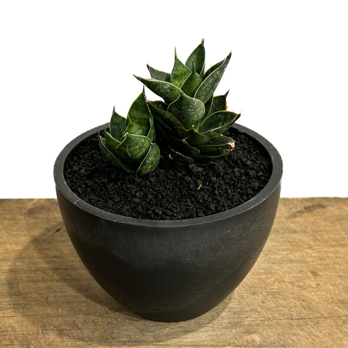 サンスベリア ブラックブラジリアン　バリエガータ　綴化 サンスベリア ブラックブラジリアン バリエガータ 綴化