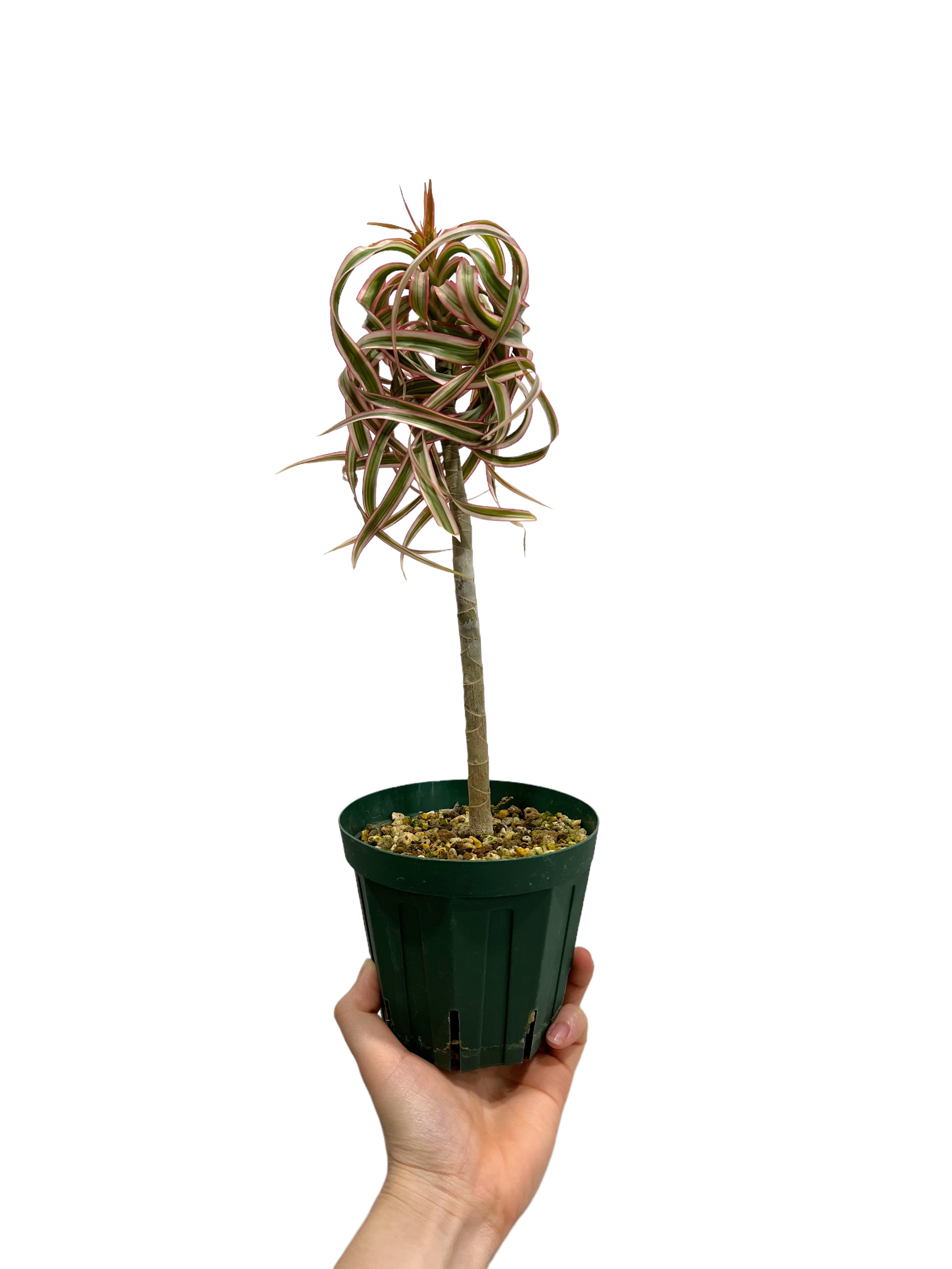 そ*ら様 希少　ドラセナ　トリカラー　キュンティー ドラセナ キュンティー「Dracaena concinne tricolor Kuhnty」2