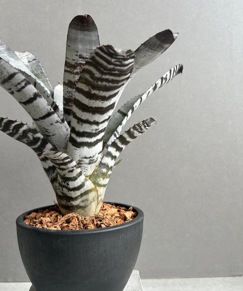 大株です！タンクブロメリア　エクメア『chantinii black』hyb. Aecmea chantinii Black 【artPLANTs】Aecmea/タンクブロメリア