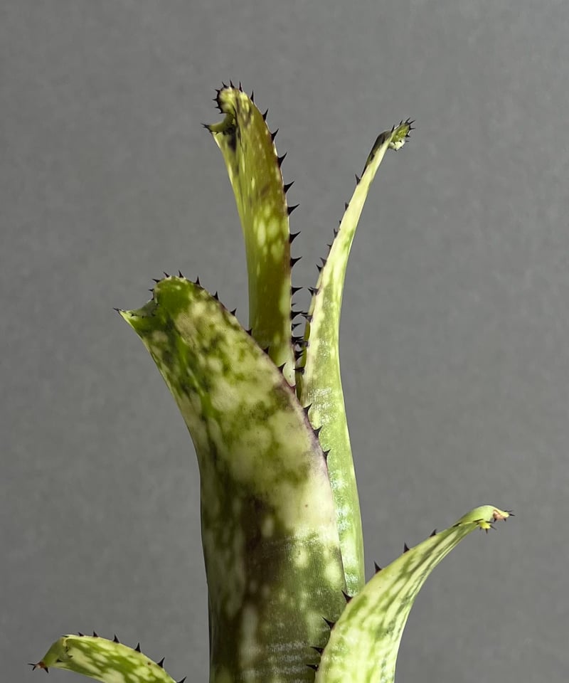 ビルベルギア ライム ストーン 「Billbergia Limestone」2D | SHOU